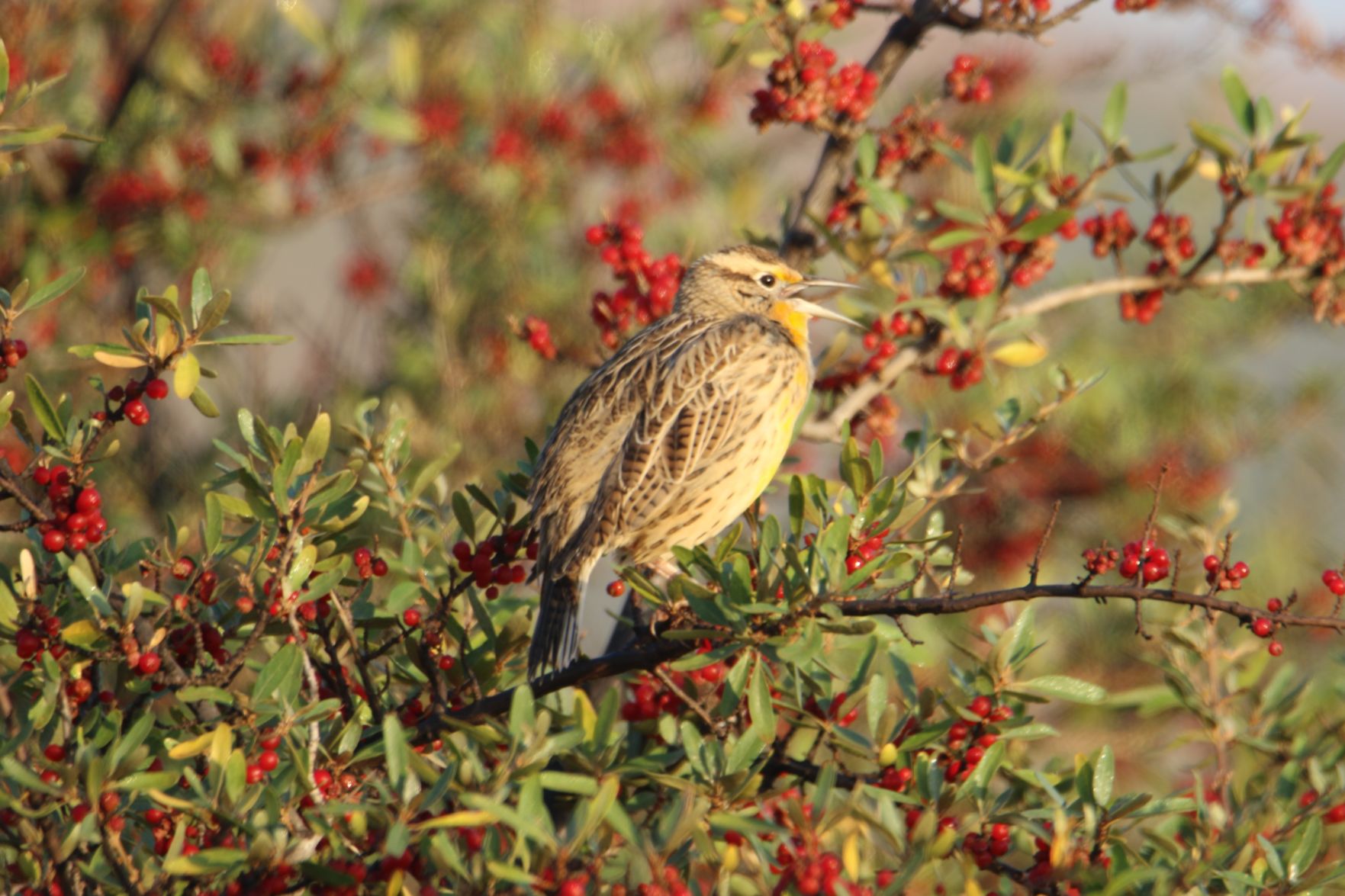 Western Meadowlark